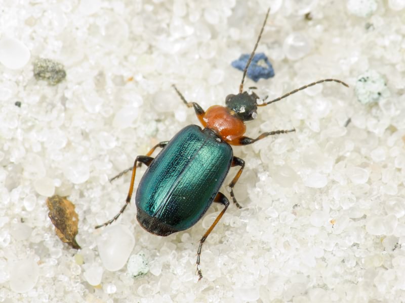 Lamprias cyanocephalus (Linnaeus, 1758)